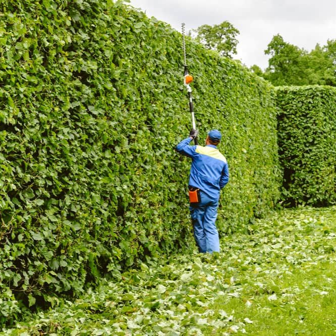 A Man Trimming a Wall of Leaves — Mow & Mulch Lawn & Garden Maintenance In White Rock, QLD