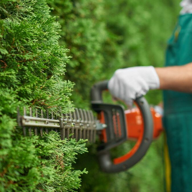 A Man Trimming a Wall of Bushes — Mow & Mulch Lawn & Garden Maintenance In White Rock, QLD