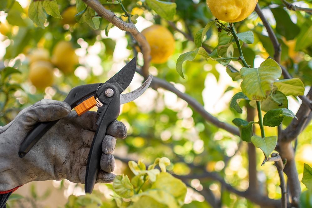 Gloved Hand Pruning Tree Branches With Orange and Black Shears Outdoors — Mow & Mulch Lawn & Garden Maintenance in Edge Hill, QLD