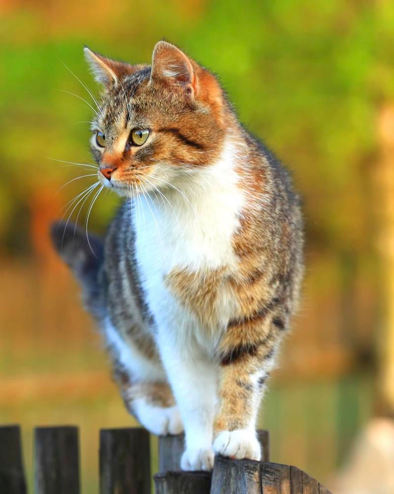 Tabby cat standing on a wooden fence, looking alert. White chest, brown stripes, green background.