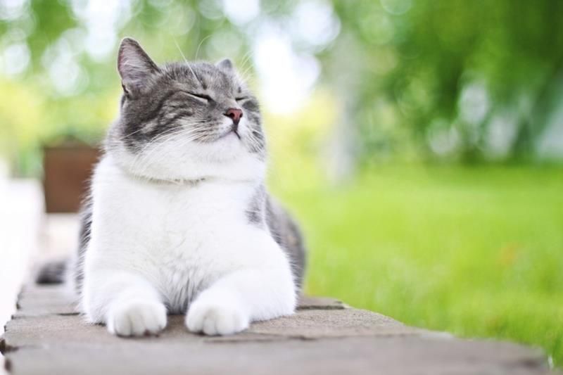 Gray and white cat basking in the sun, eyes closed, resting on a stone ledge with green grass in the background.