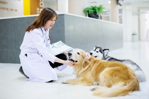 Veterinarian kneeling, petting golden retriever, with a husky dog nearby. In a clinic.