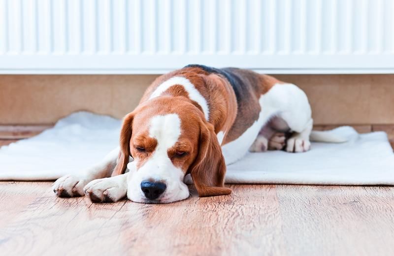 Beagle dog resting on a rug in front of a radiator, looking sleepy.