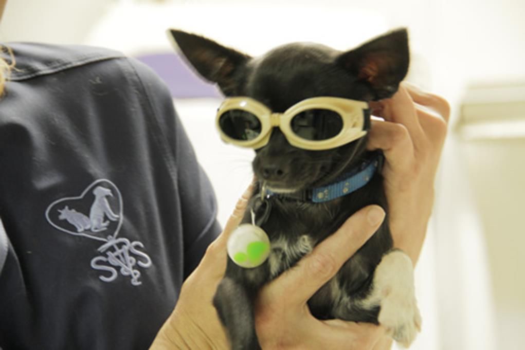 Small black dog in safety goggles held by person.