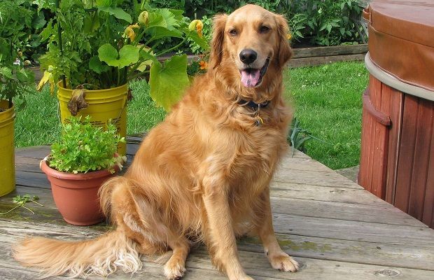 Golden Retriever sitting on a wooden deck next to plants, with its tongue out.