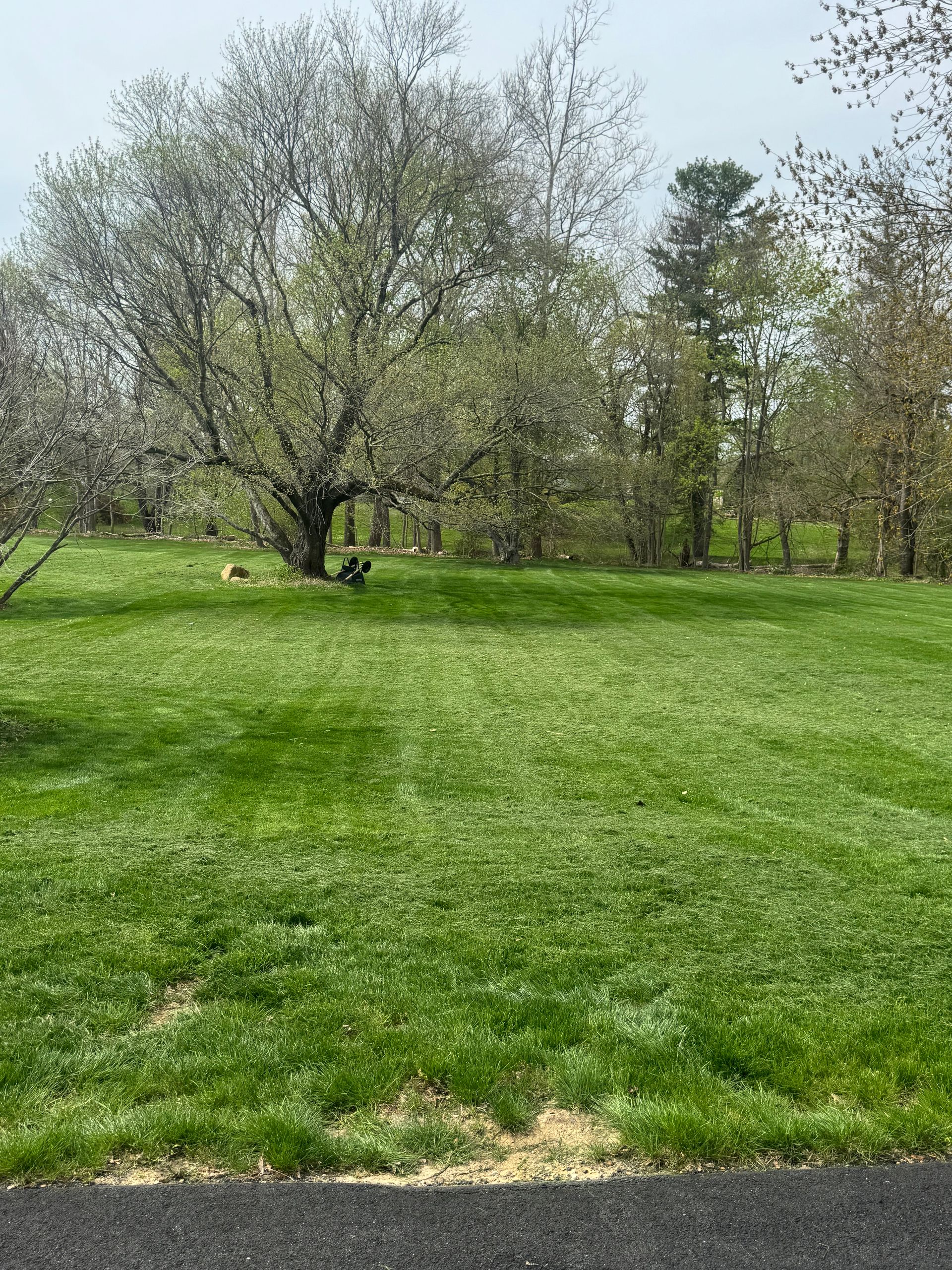 Grassy park with leafing trees under a bright sky