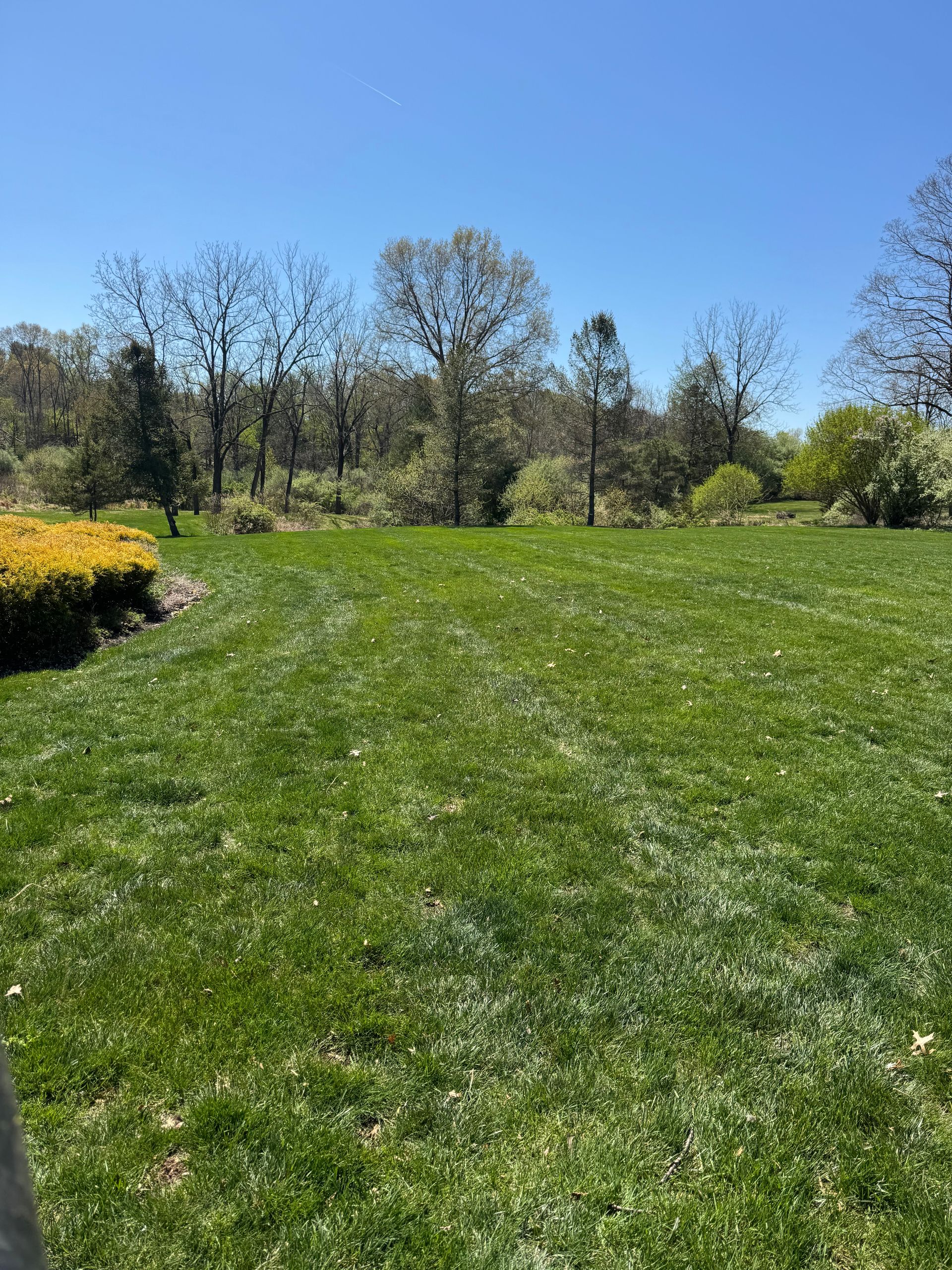 Sunny green lawn with trees and yellow flowers under a clear blue sky