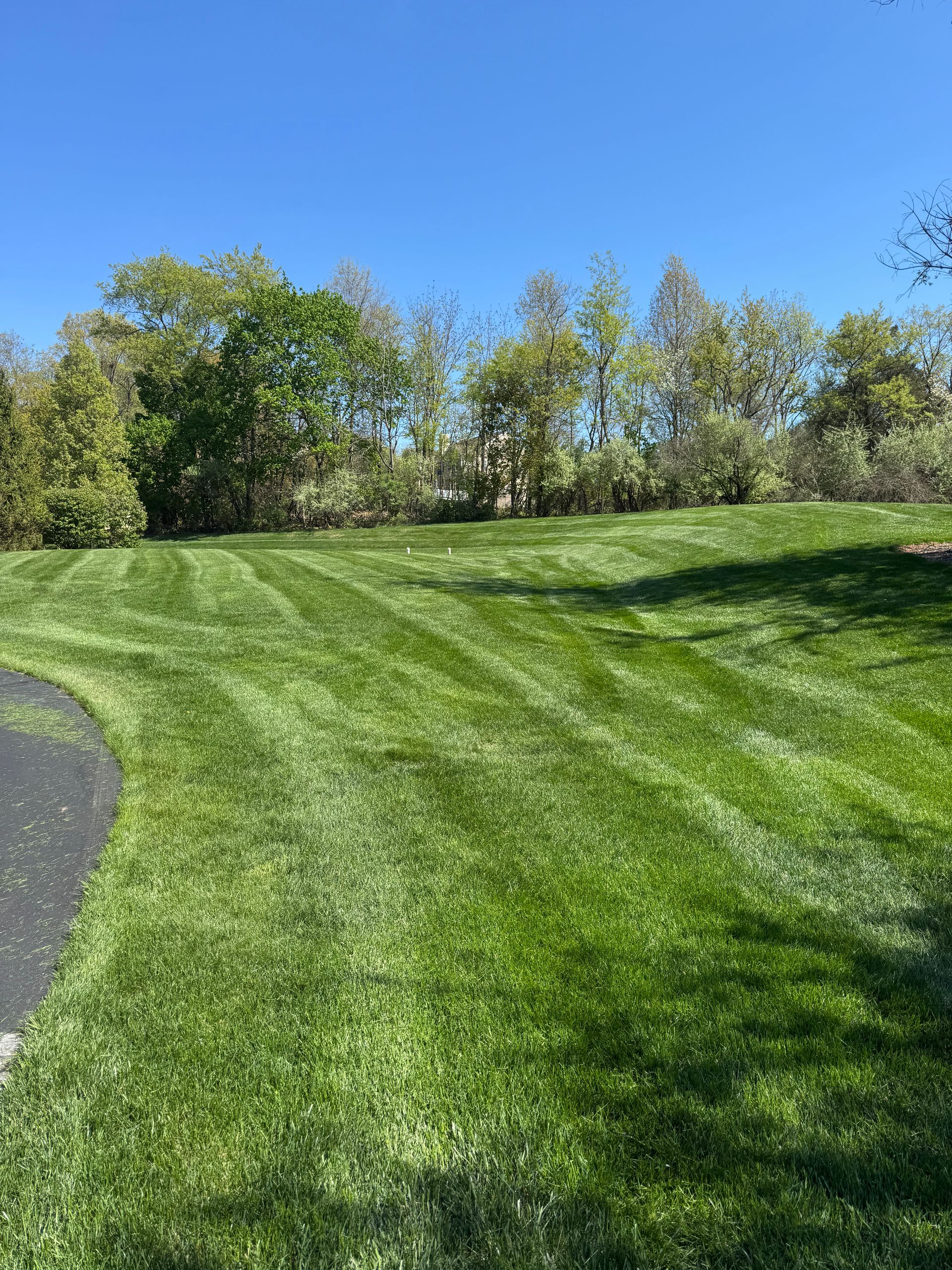 Sunny park lawn with striped green grass, curved path edge, and trees under a clear blue sky