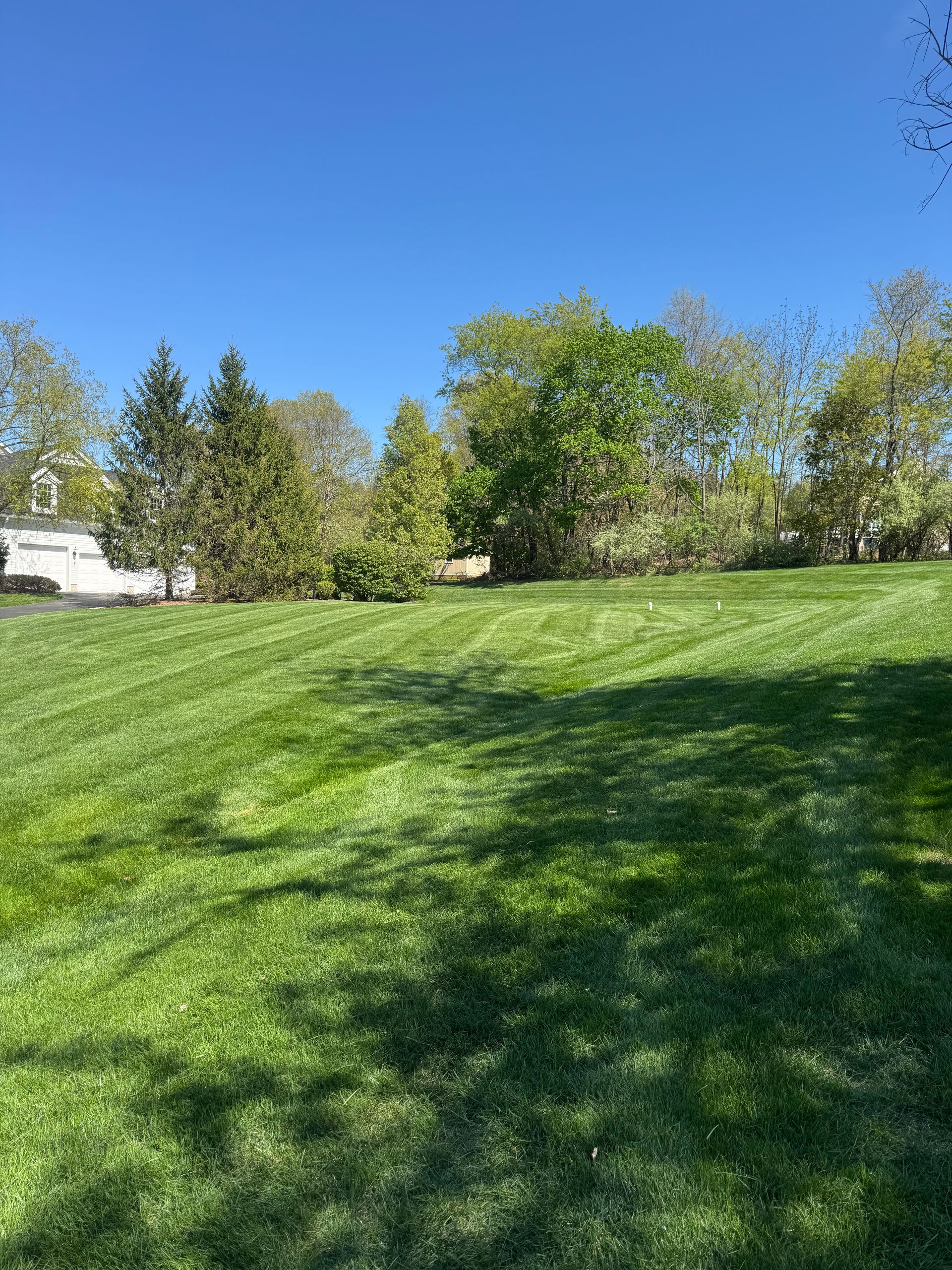 Sunny grassy field with trees along the edge under a clear blue sky