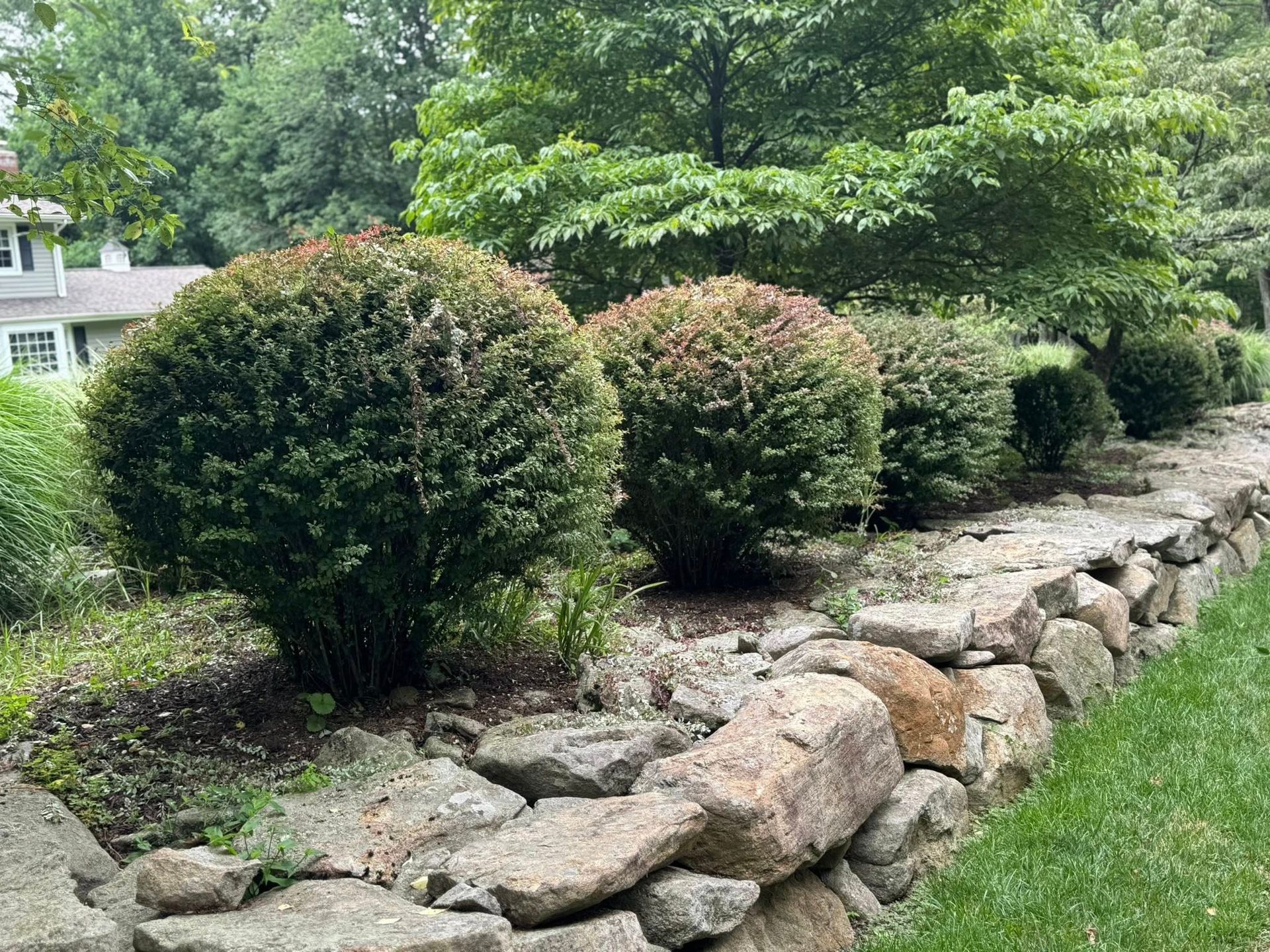 Trimmed shrubs beside a stone retaining wall in a green residential yard