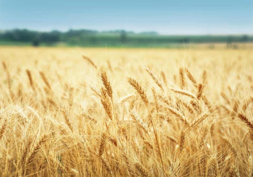 campo di grano