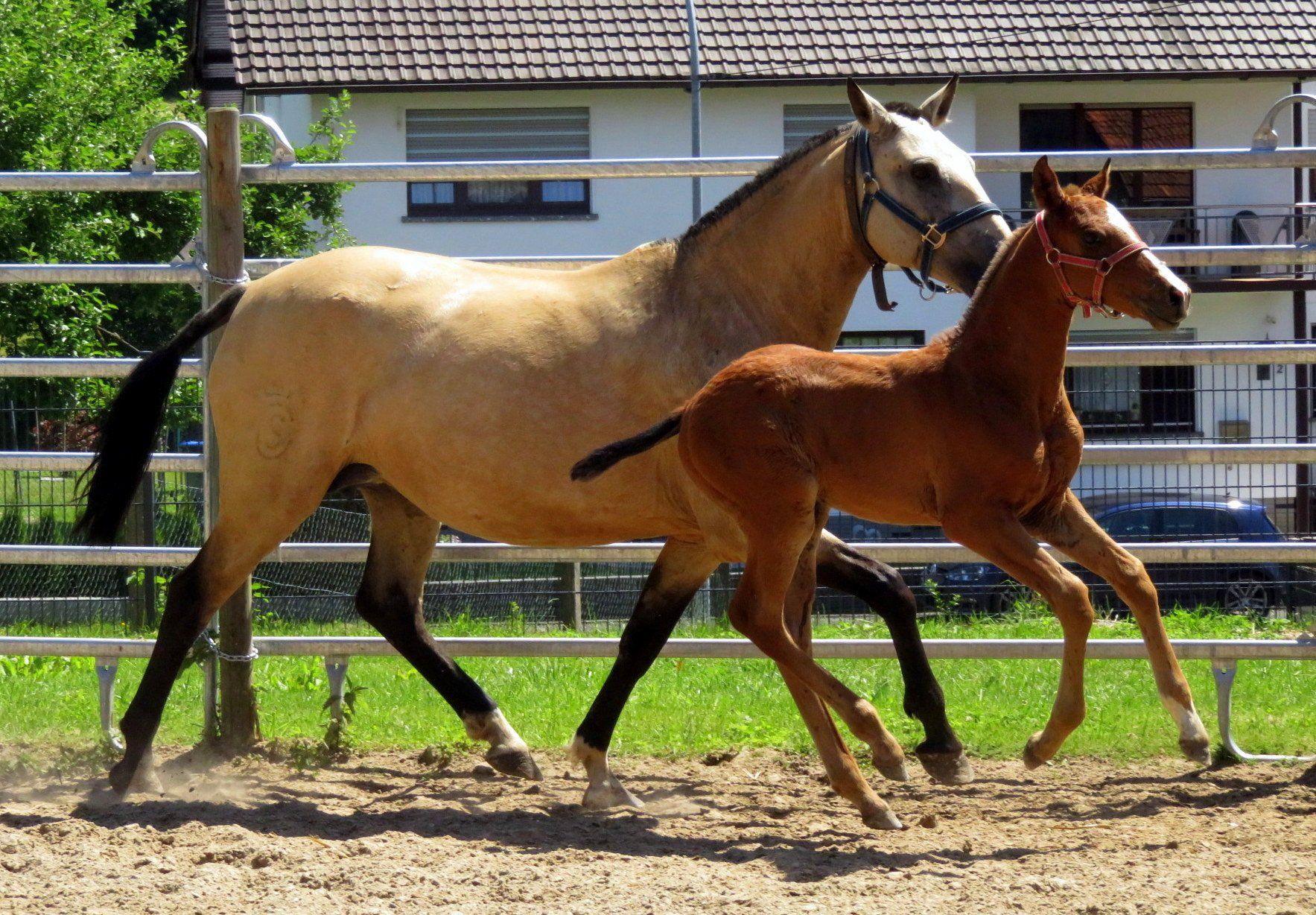 Lusitano, Iberer