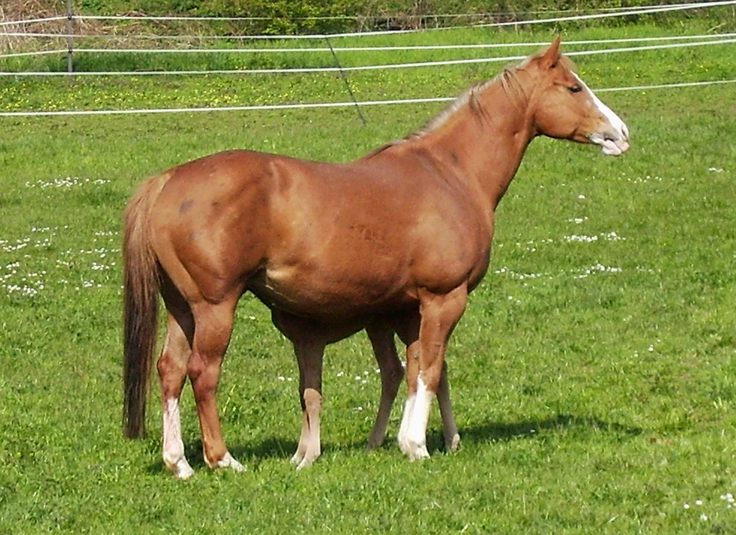 Quarter Horse
