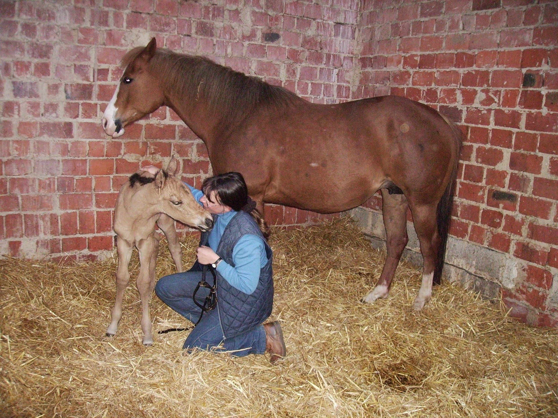 Quarter Horse