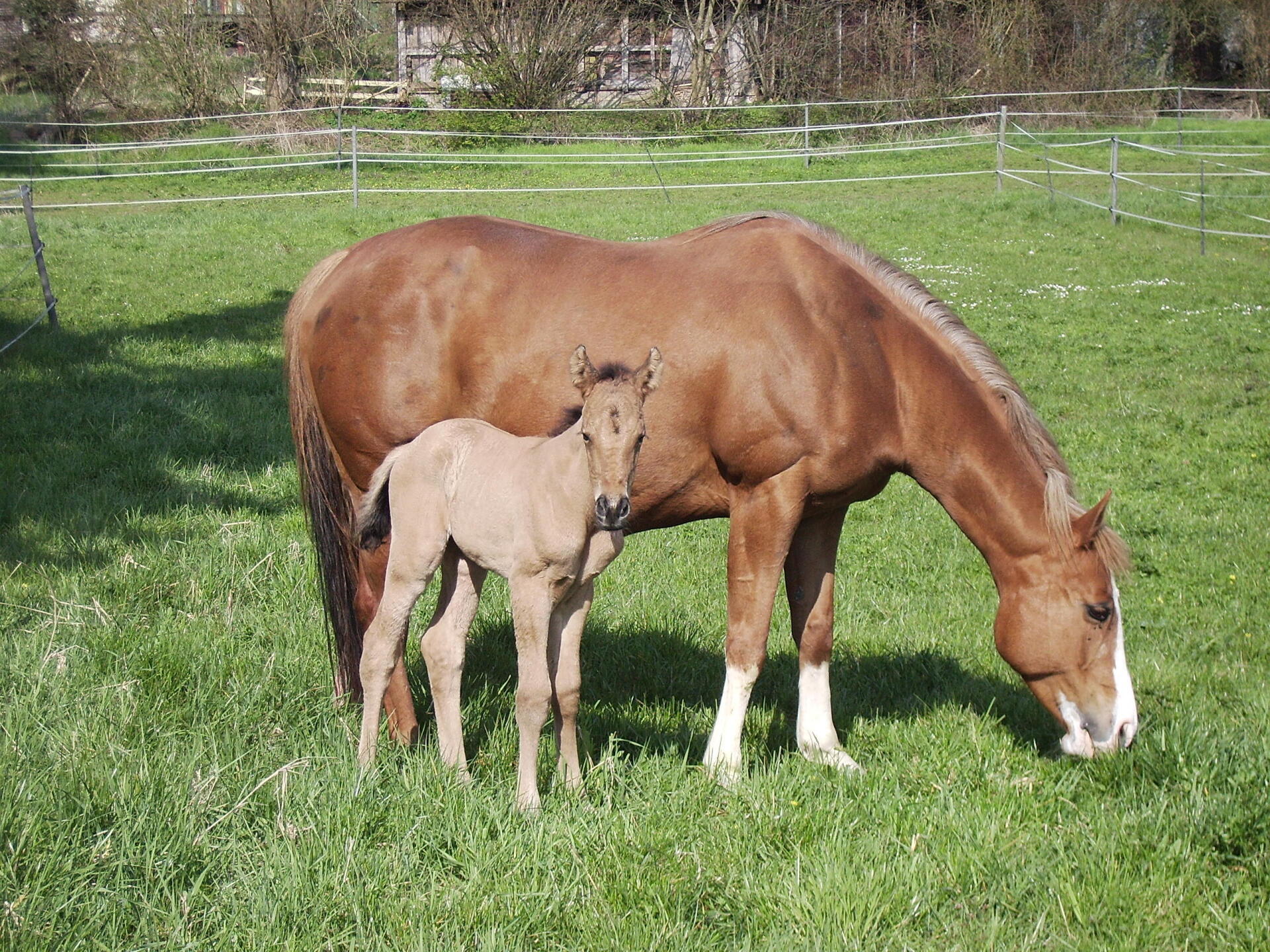 Quarter Horse