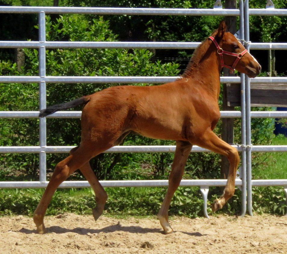 Lusitano, Iberer