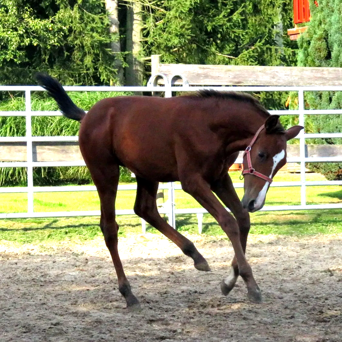 Lusitano, Iberer