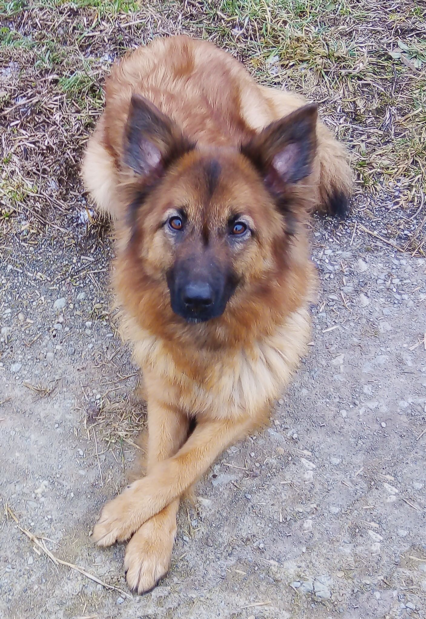 Harzer Fuchs