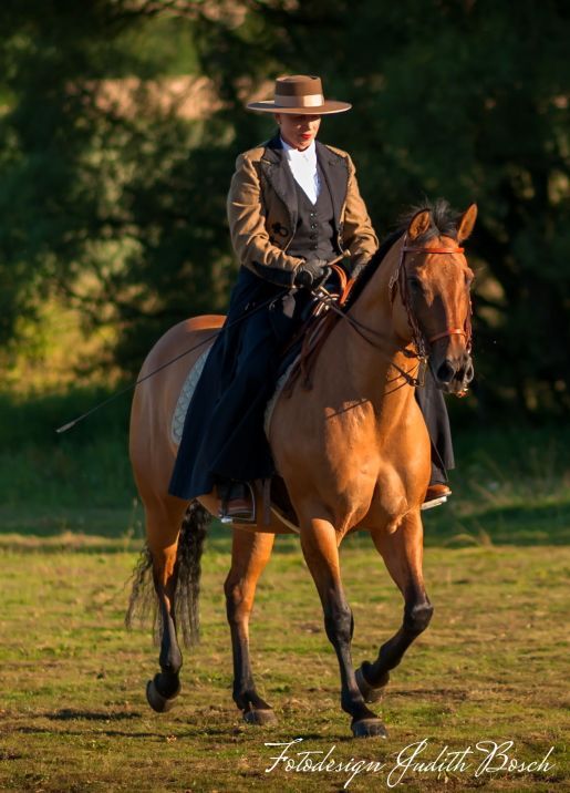 Klassische Dressur