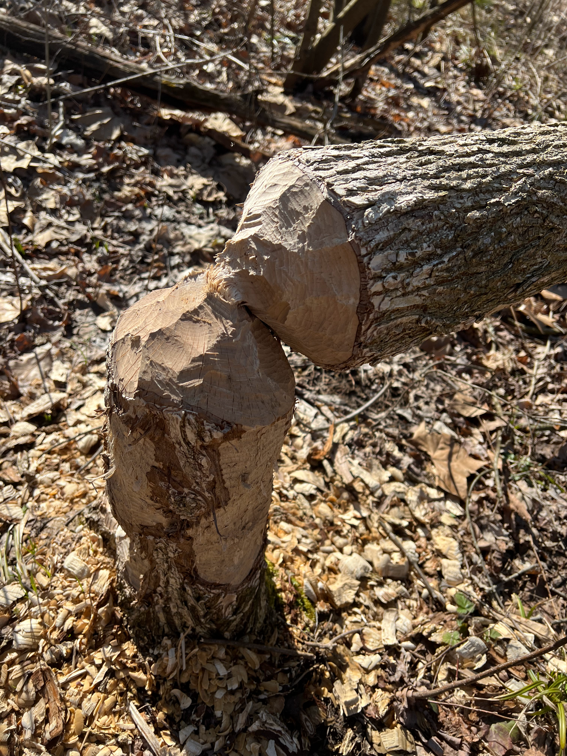 A close up of a beaver 's stump in the woods.