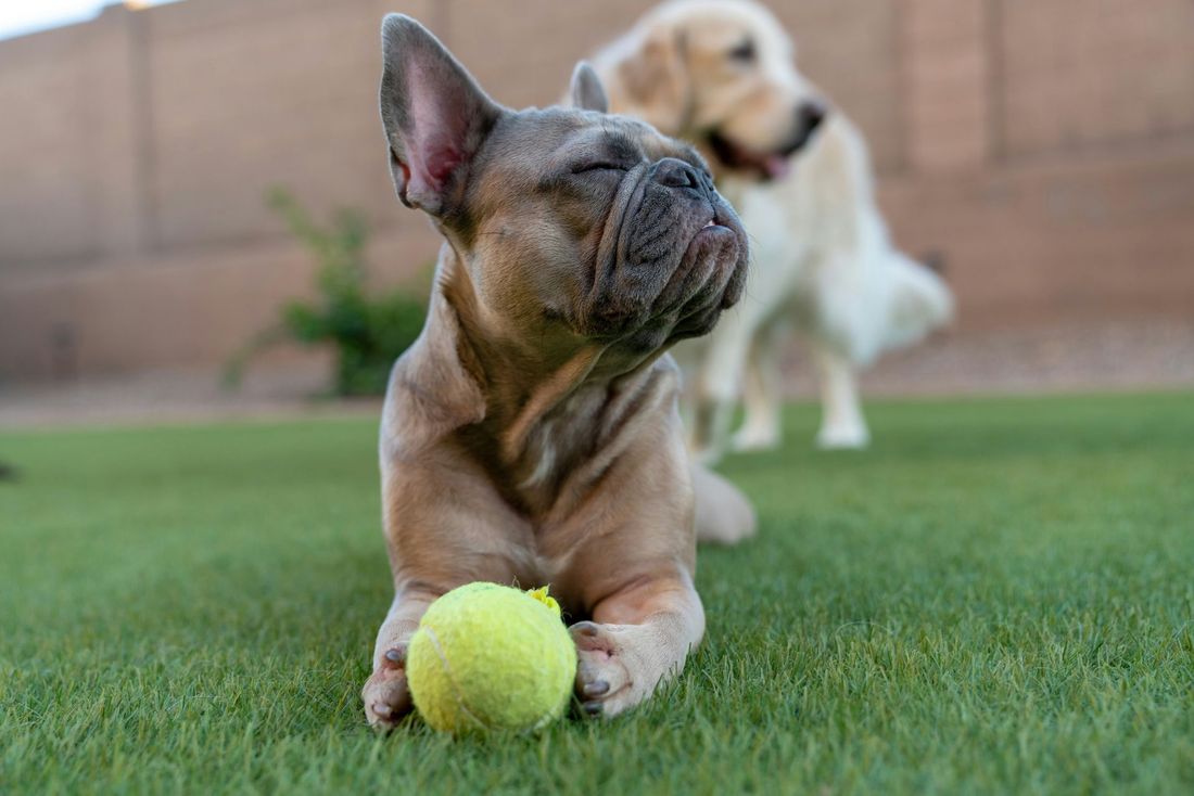 French bulldog relaxing on artificial grass with tennis ball displaying a fun and safe pet-friendly area