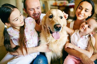 pet odor removal