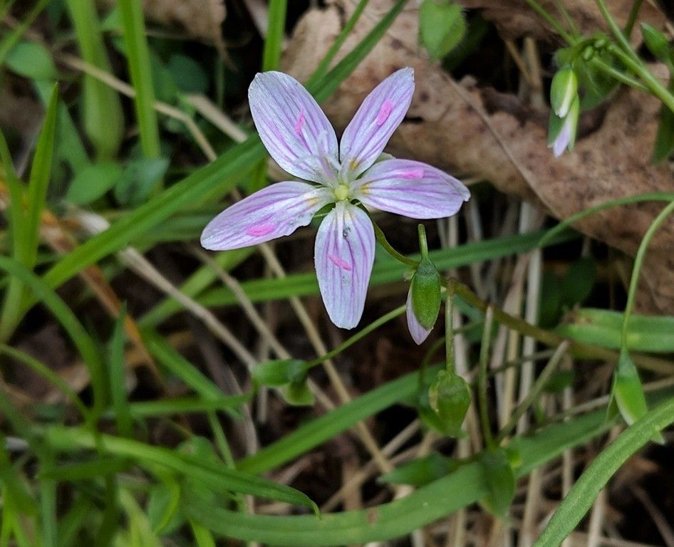 What’s that Flower?
