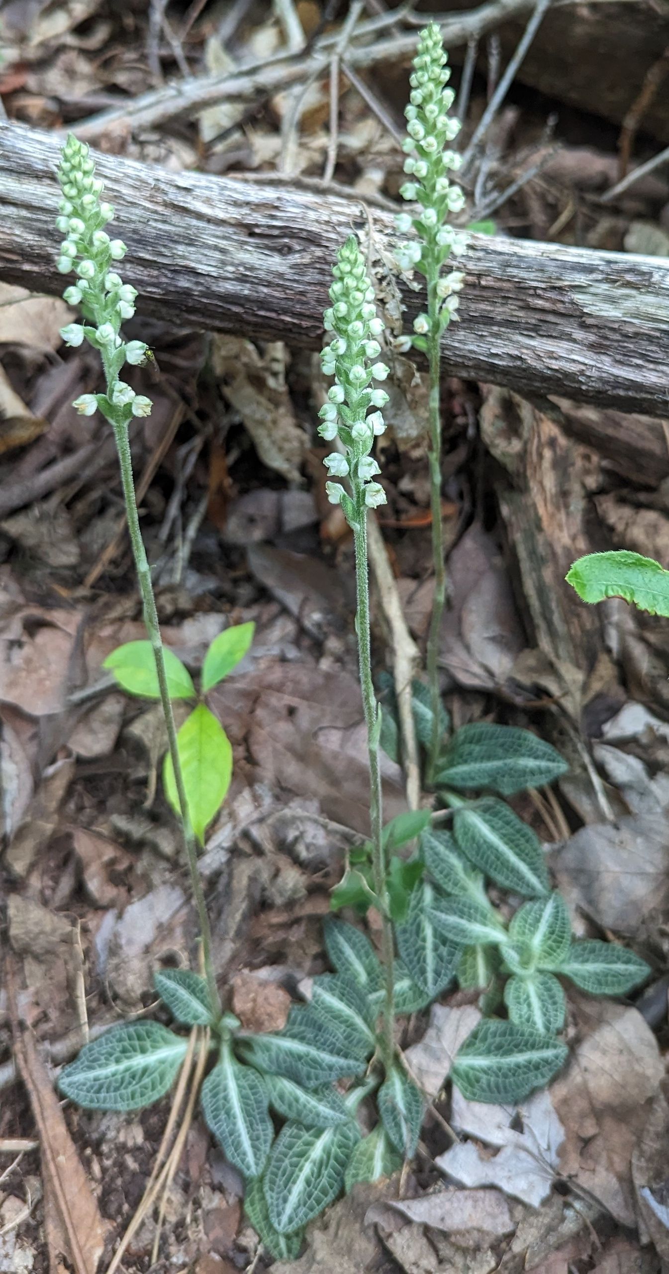 What’s that Flower?