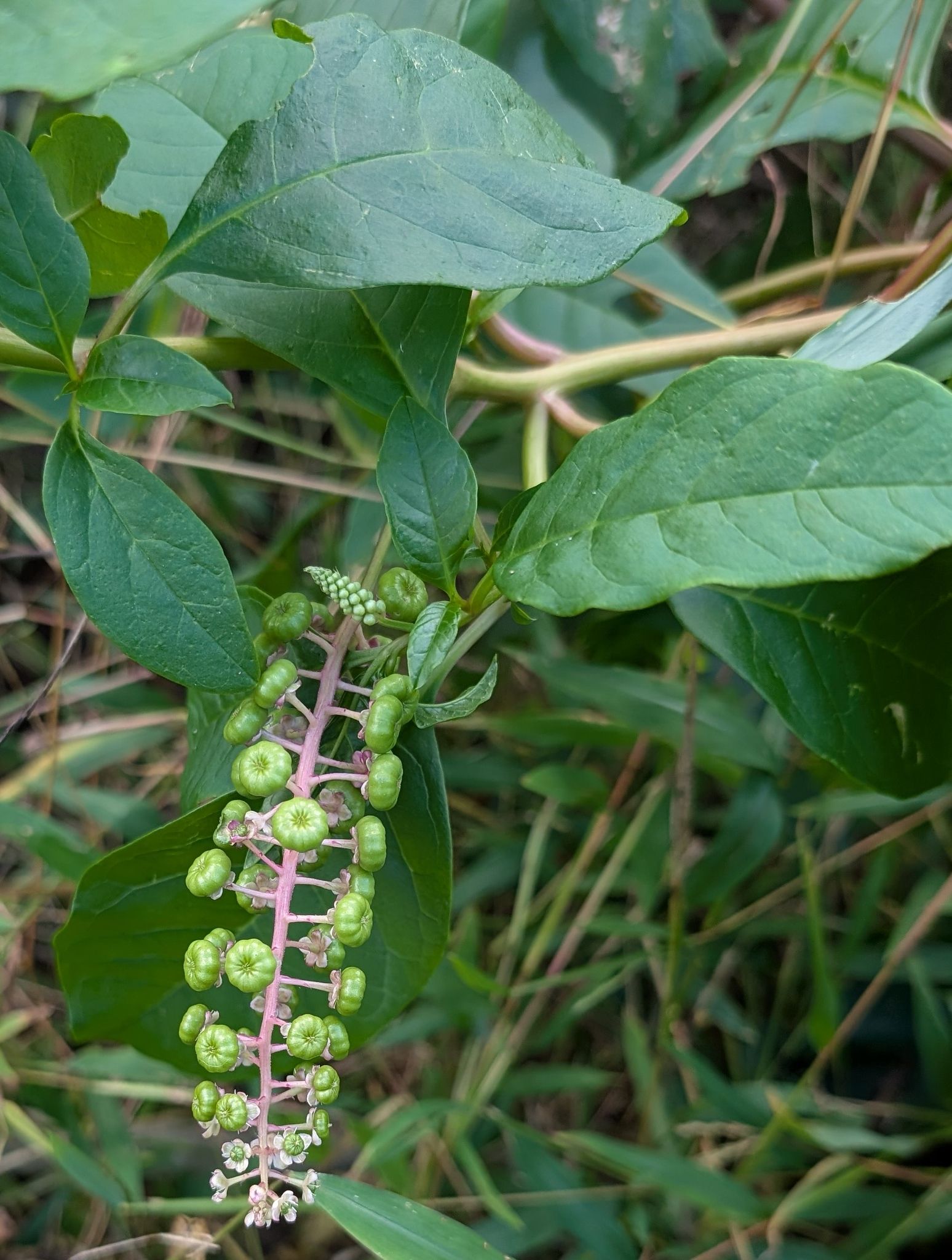 What’s that Flower?