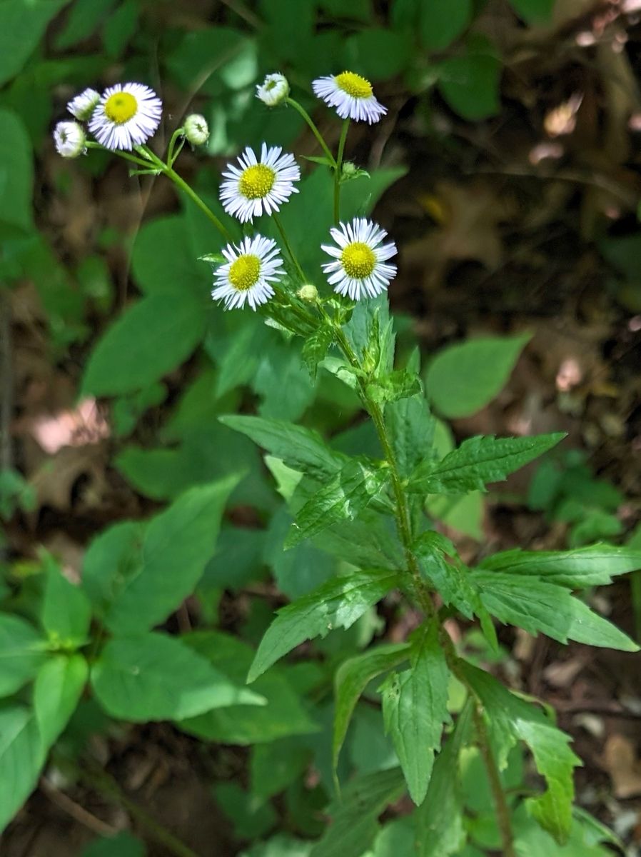 What’s that Flower?