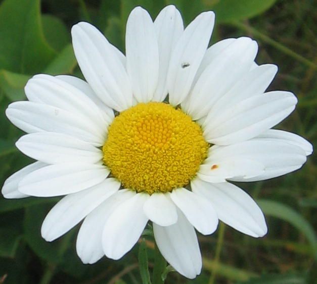What s That Flower what-s-that-flower