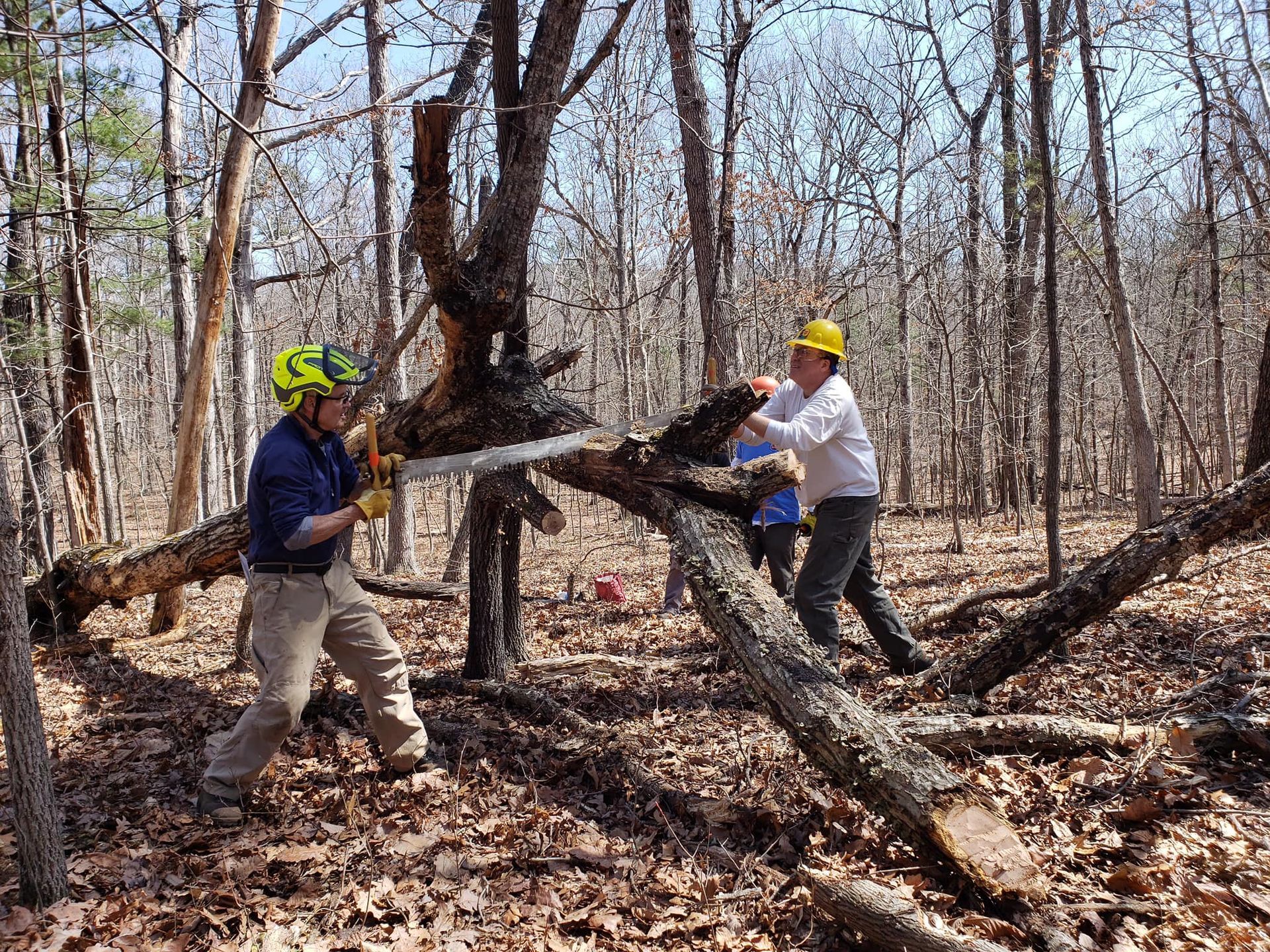 Two men are cutting a tree in the woods with a chainsaw.