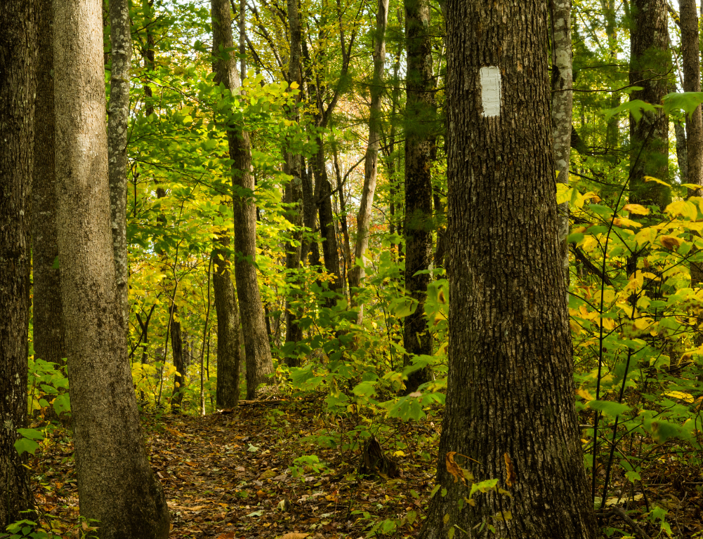 A white trail marker on a tree in a forest