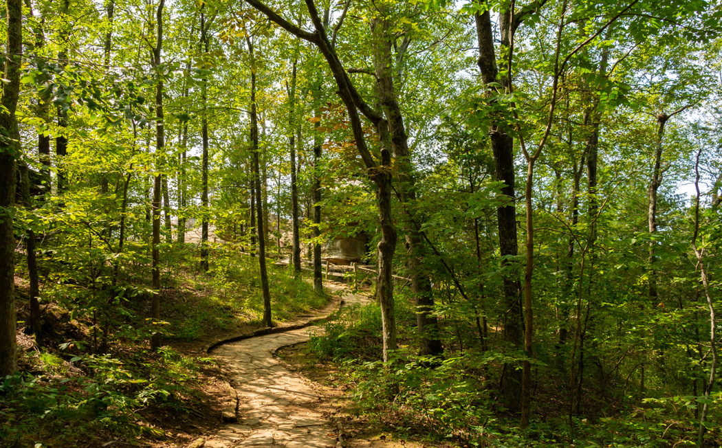 A path in the middle of a forest with lots of trees