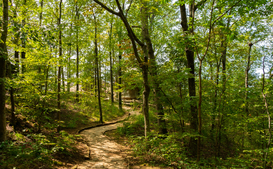 A path in the middle of a forest with lots of trees