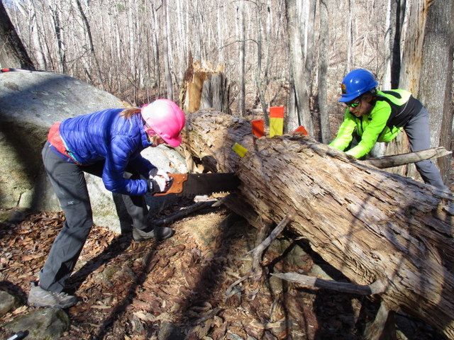 Two people are working on a large log in the woods.