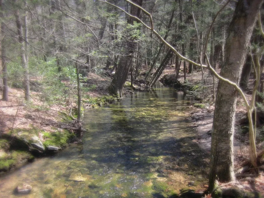 A small stream in the middle of a forest surrounded by trees.