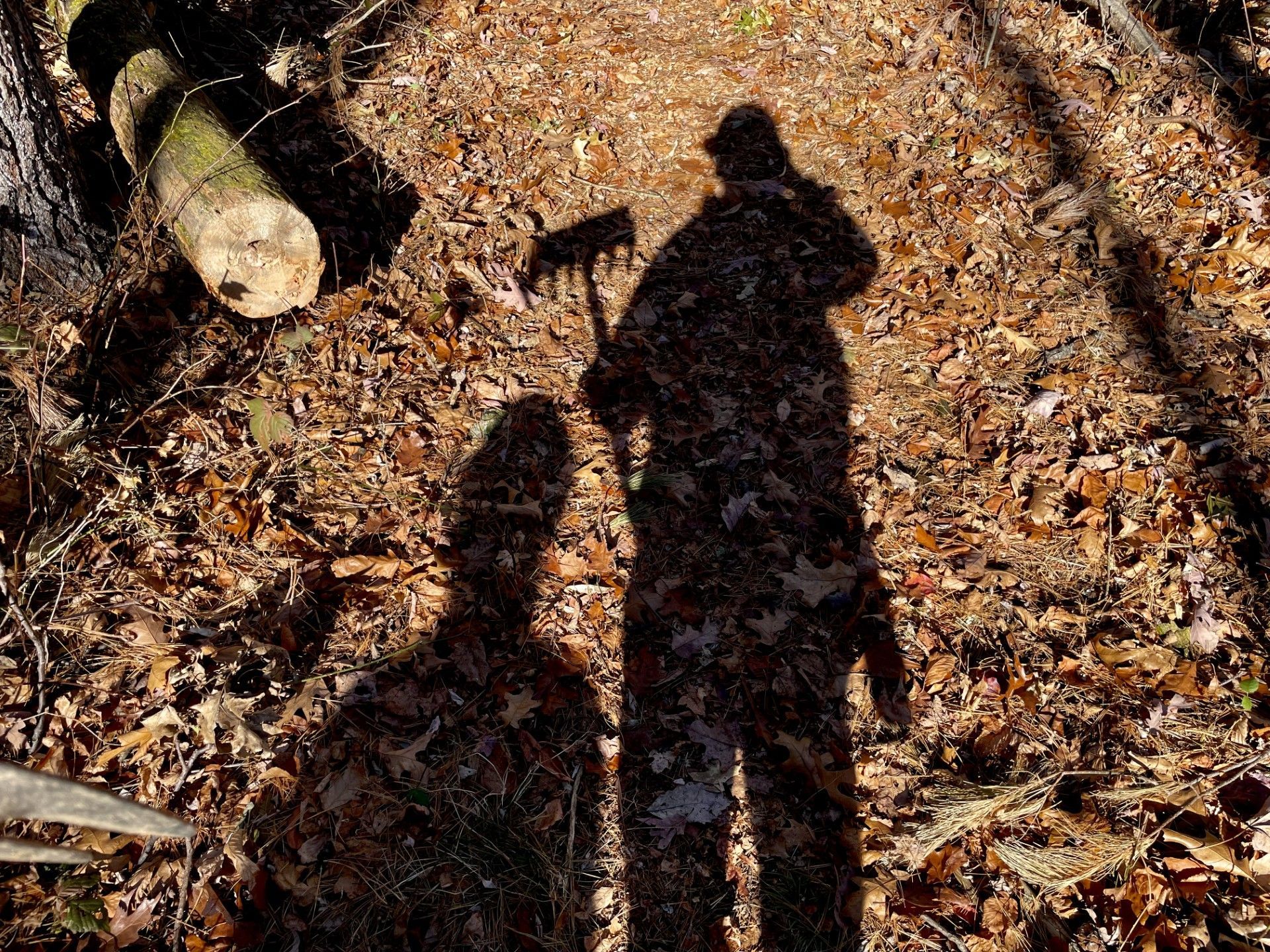Two people are standing in the woods with their shadows on the ground.