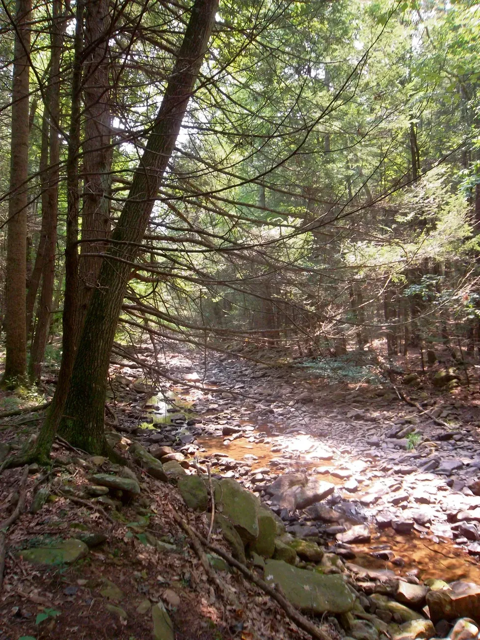 A stream running through a lush green forest