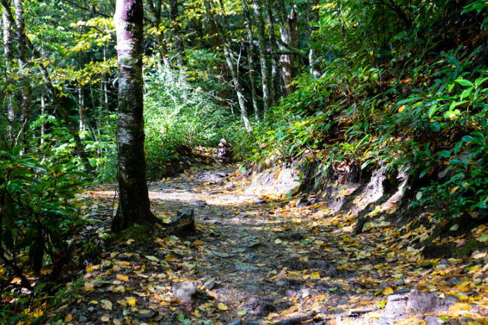 A path in the woods covered in leaves and trees.
