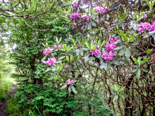 A lush green forest with purple flowers and trees