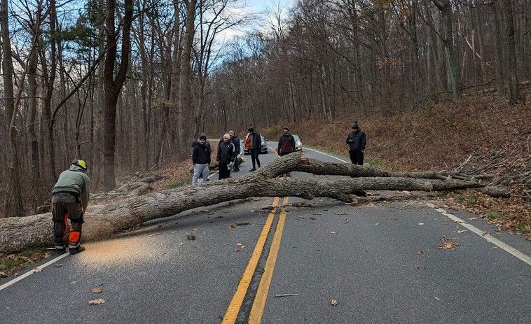A group of people are standing on the side of a road next to a fallen tree.