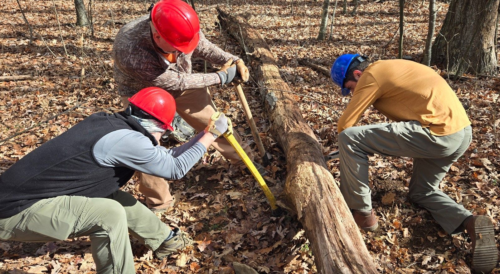 A group of people are working on a tree stump in the woods.