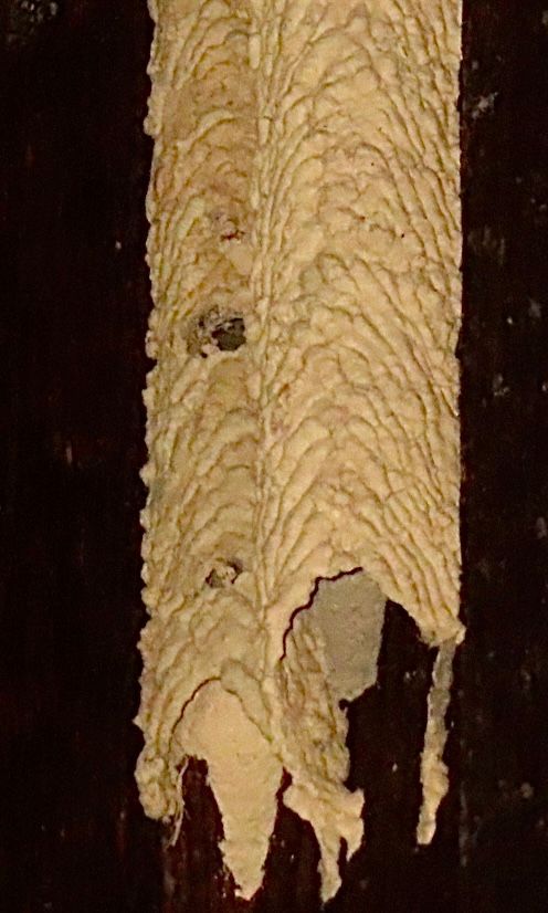 A close up of a piece of foam on a black surface.