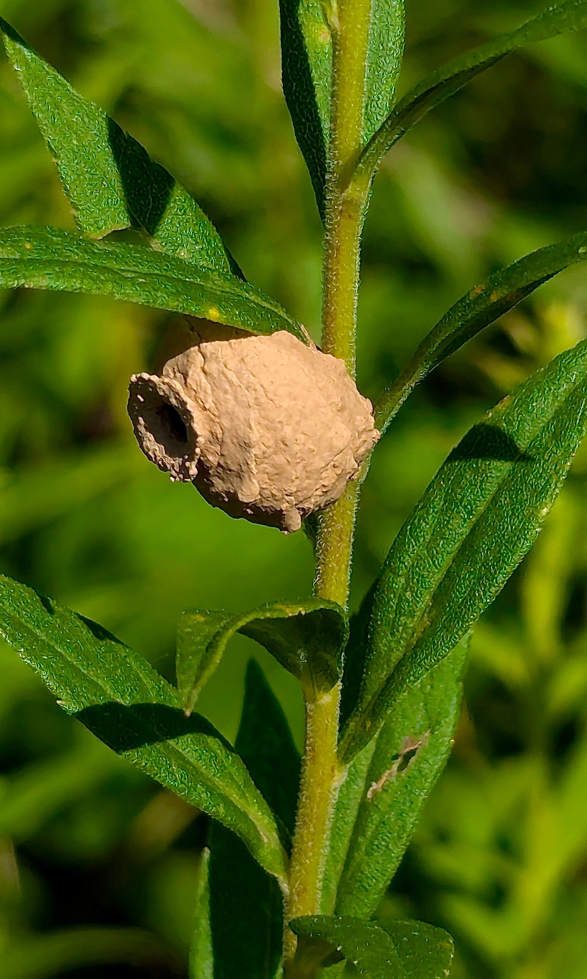 A close up of a nest on a plant with green leaves.