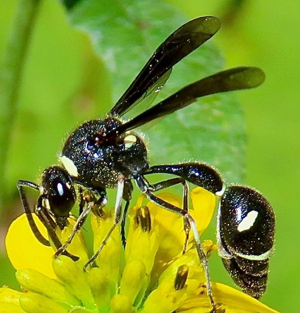 A close up of a wasp on a yellow flower