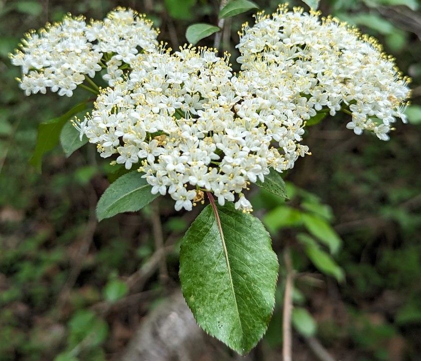 A close up of a plant with white flowers and green leaves.