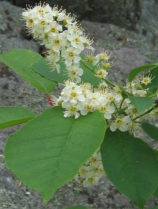 A plant with white flowers and green leaves