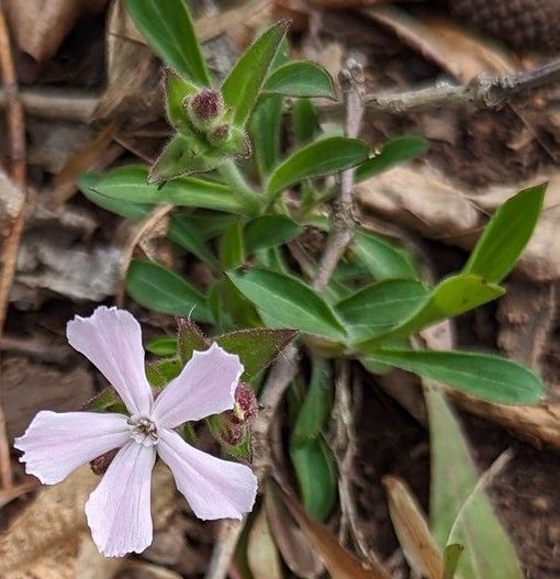 A small purple flower is growing on a plant with green leaves.