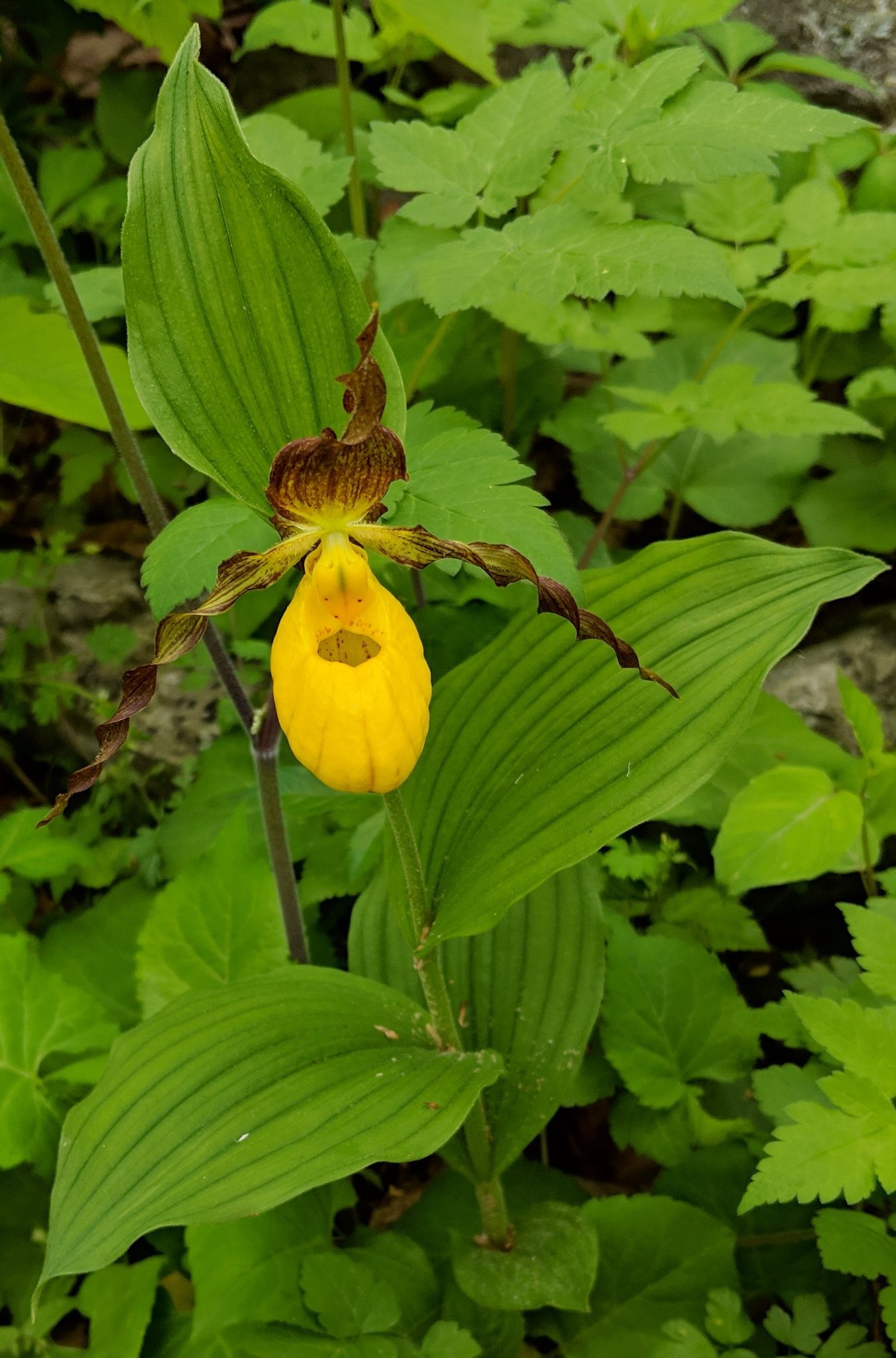 A close up of a yellow flower surrounded by green leaves.